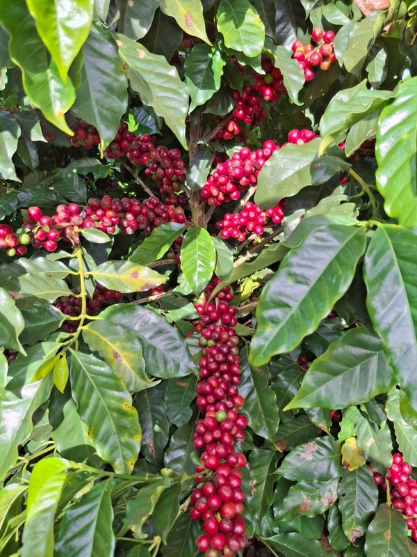 Cafeeiro carregado de frutos maduros
