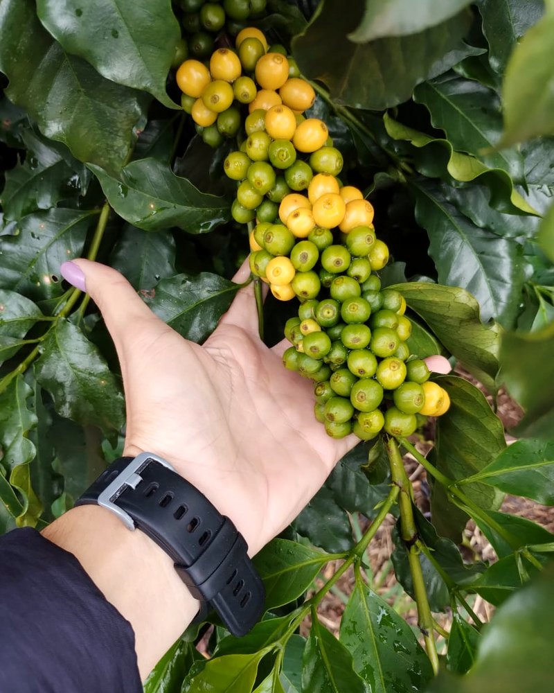 Mão segurando um ramo de café com frutos verdes e amarelos