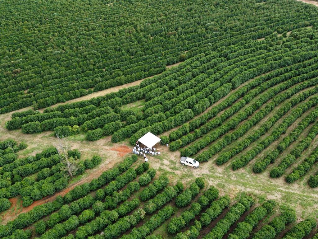Vista aérea do cafezal durante o dia de campo, com a tenda da estação técnica e os produtores reunidos