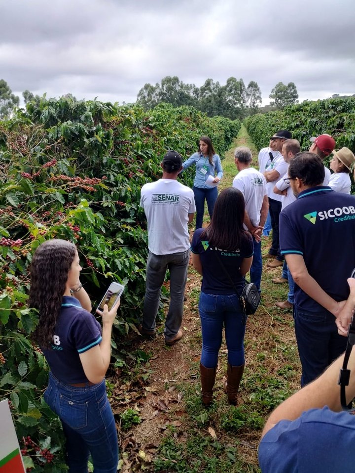 Produtores acompanhando uma estação técnica entre as linhas de café